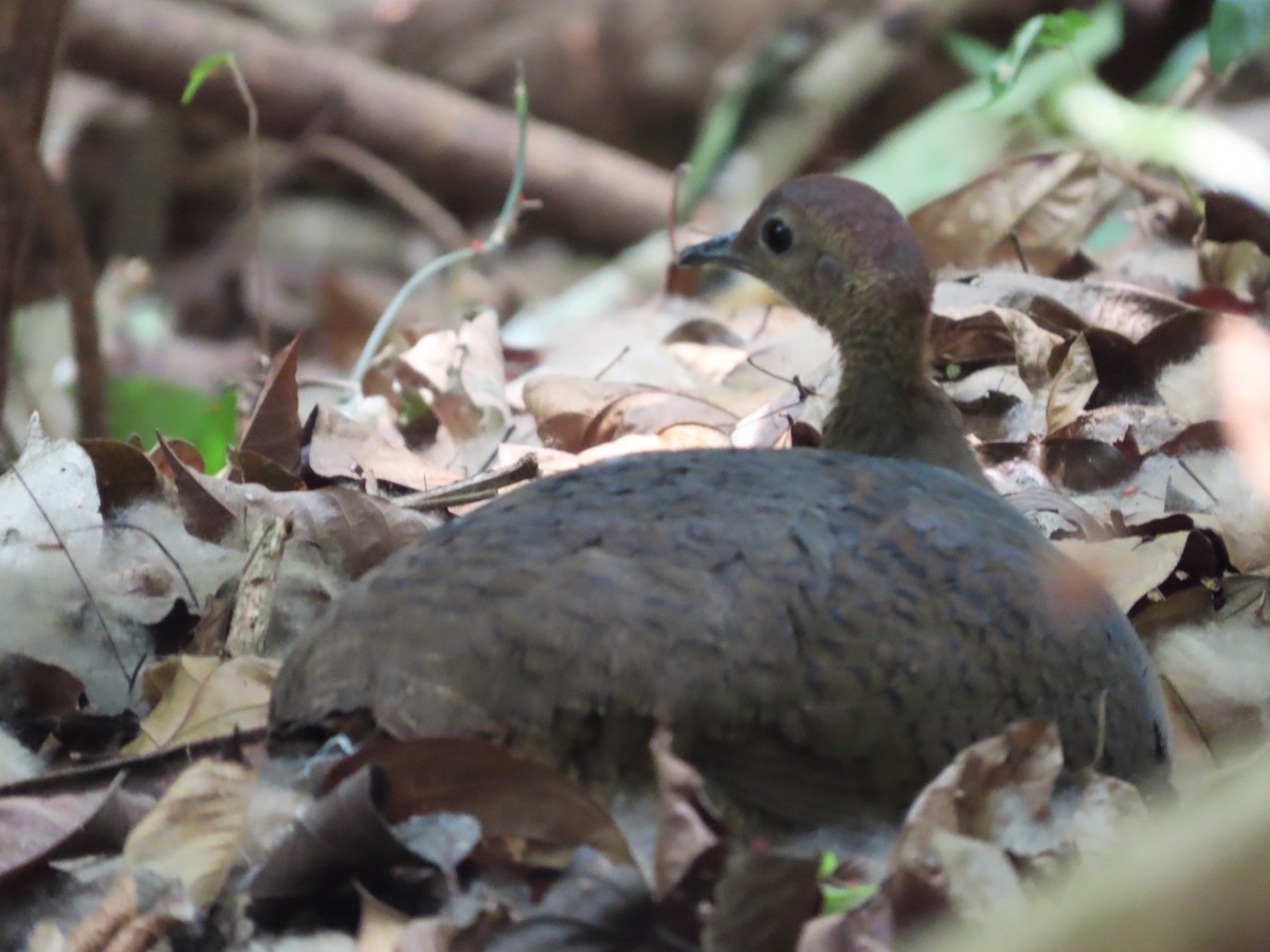 Great Tinamou - Michelle Browning