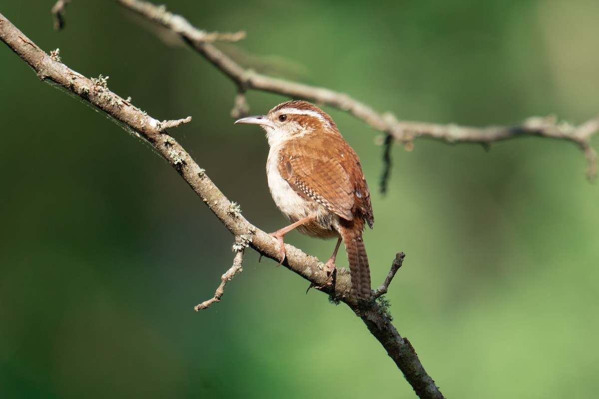 Carolina Wren - ML618507695