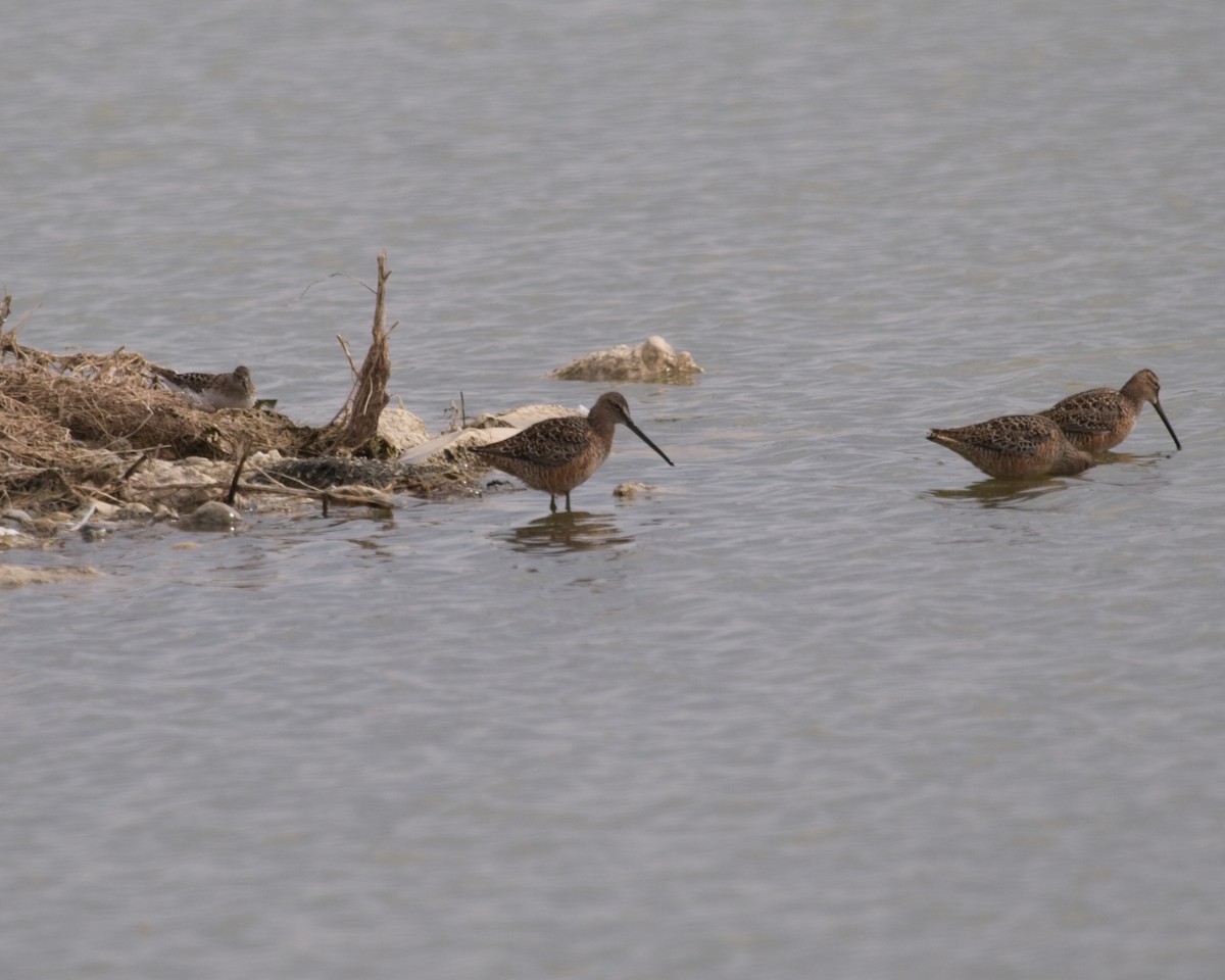 Long-billed Dowitcher - ML618507698