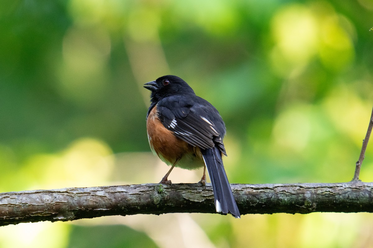 Eastern Towhee - Mark Simon