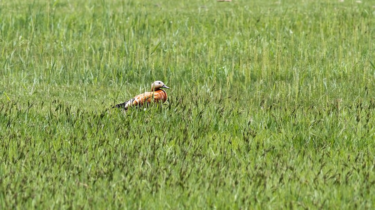 Ruddy Shelduck - ML618507713