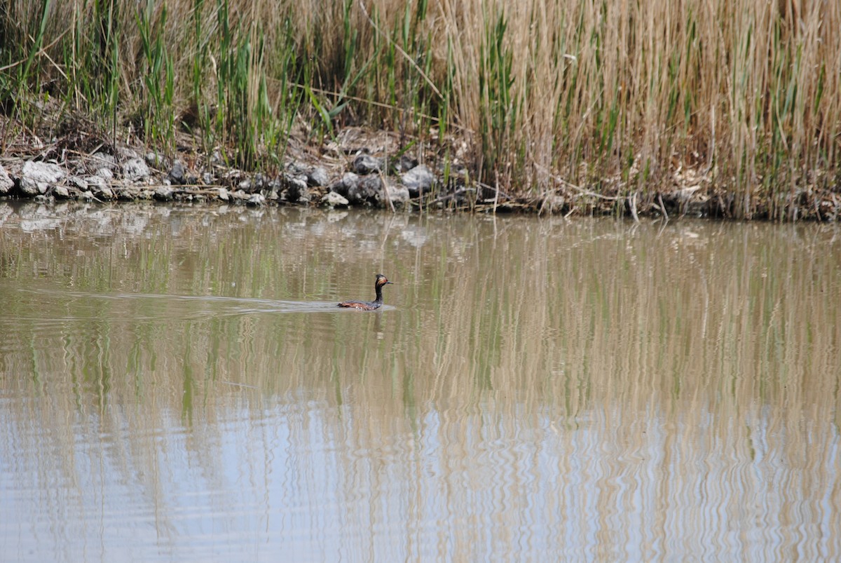 Халтар шунгуур - ML618507716