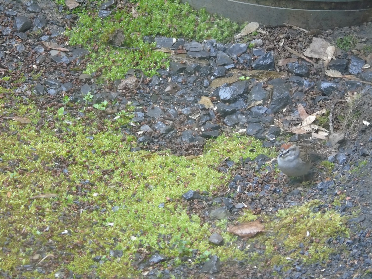 Chipping Sparrow - ML618507721