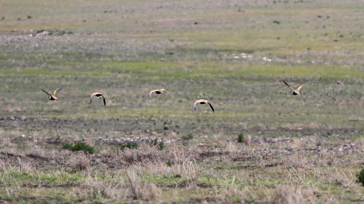 Black-bellied Sandgrouse - ML618507727