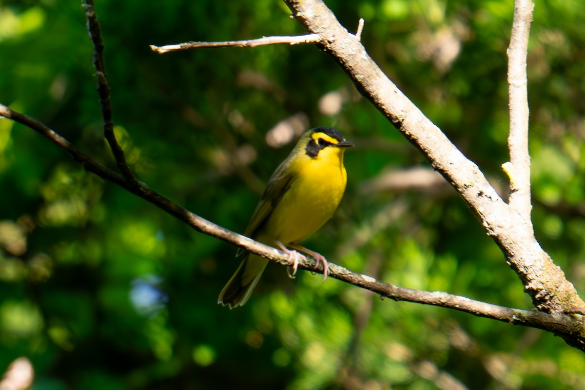 Kentucky Warbler - ML618507730