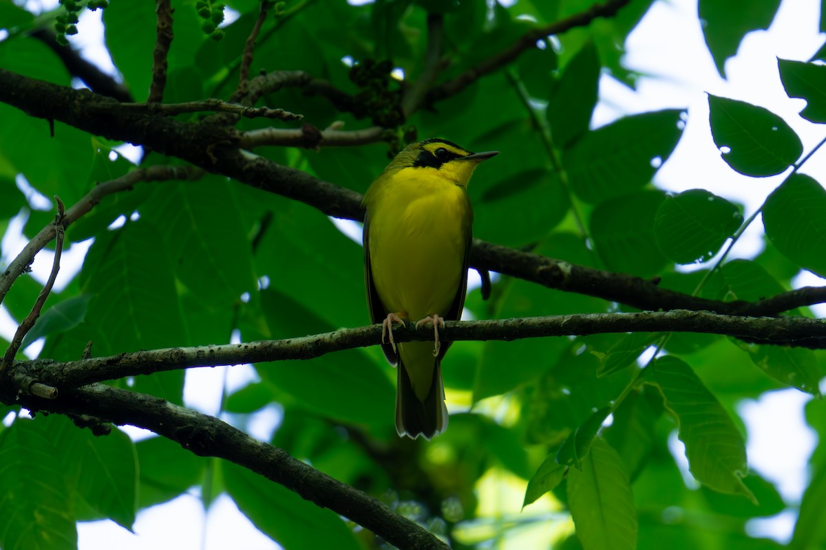 Kentucky Warbler - ML618507731