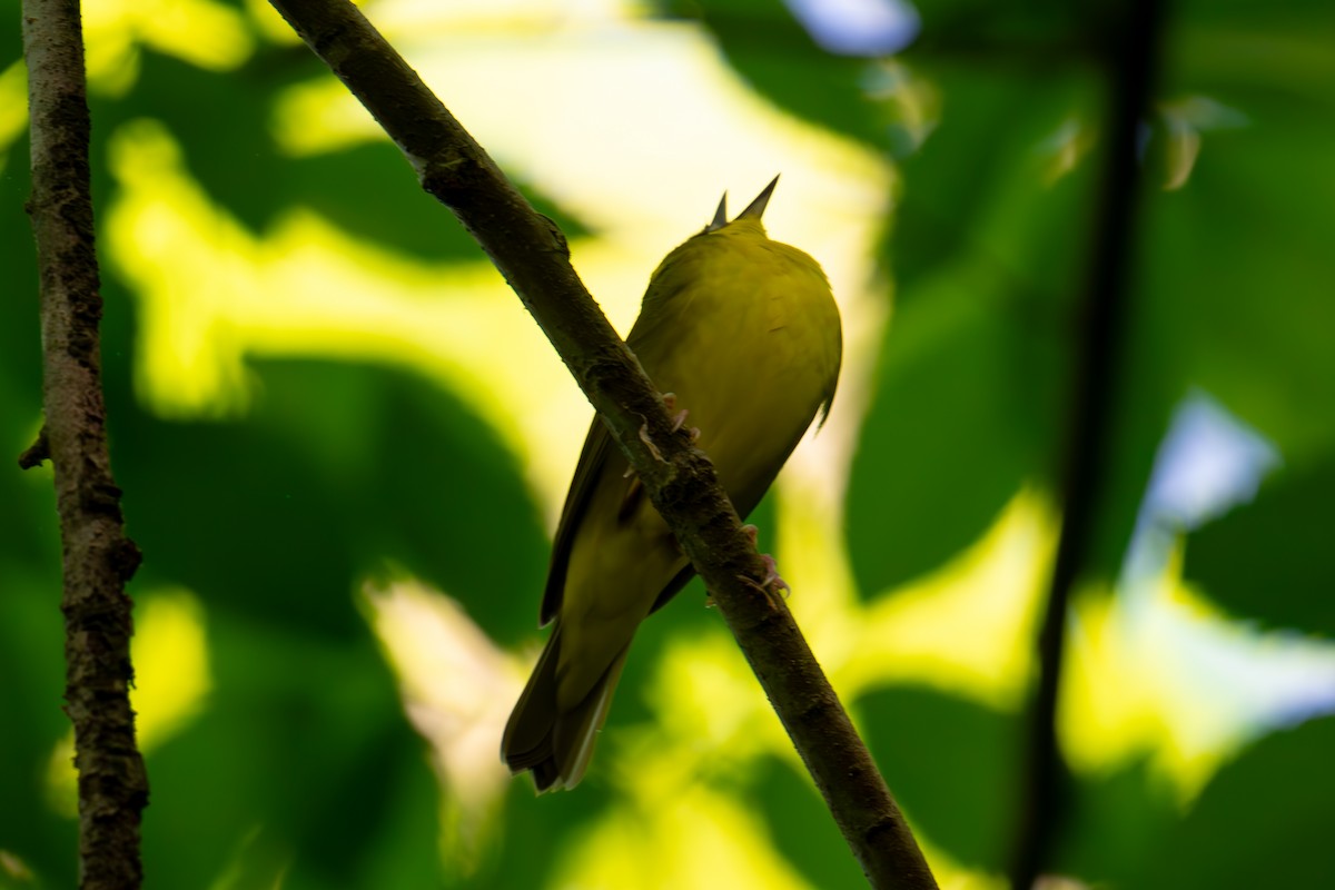 Kentucky Warbler - ML618507732
