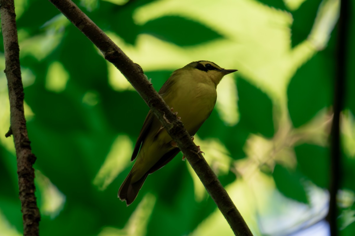 Kentucky Warbler - ML618507733