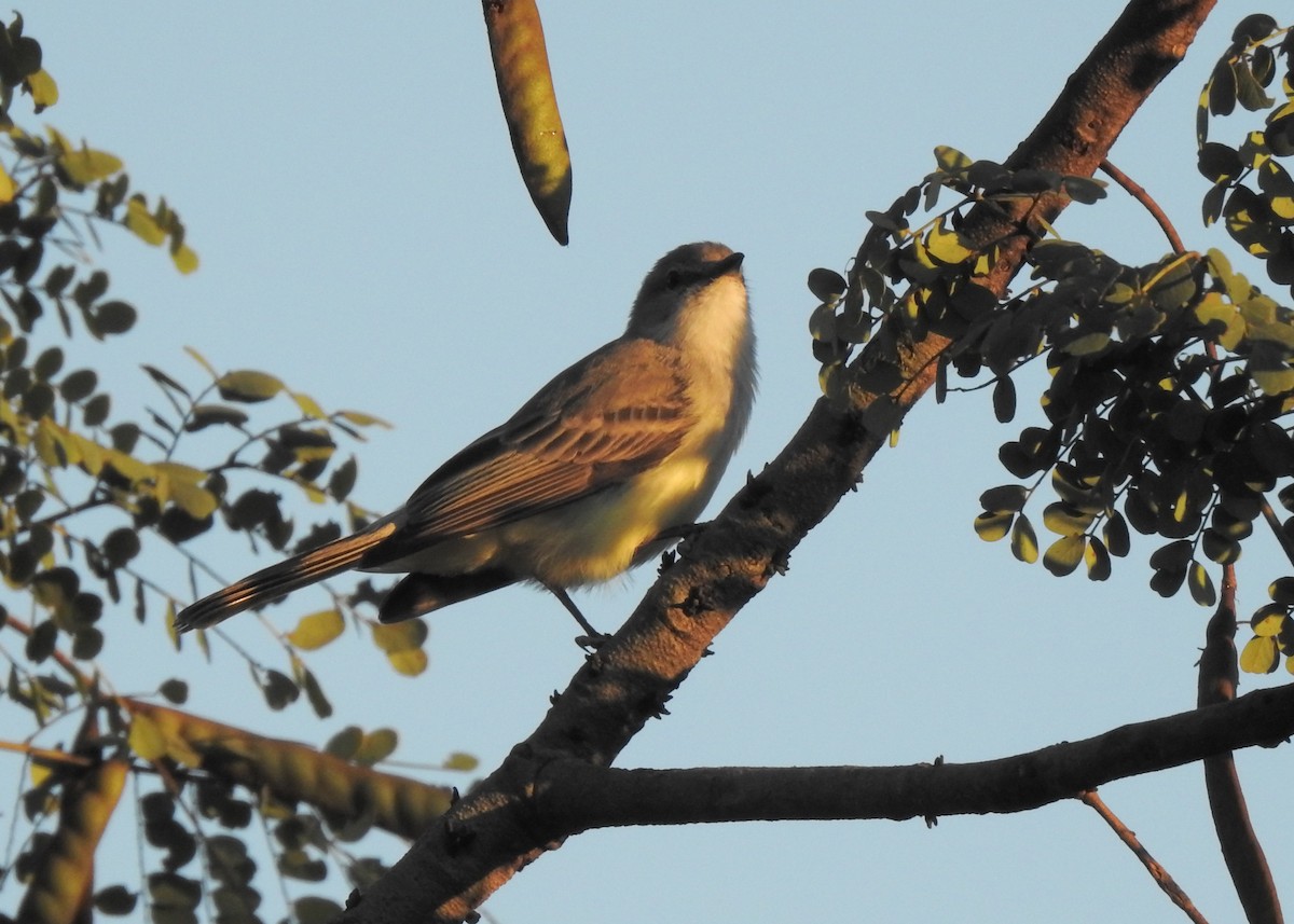 Suiriri Flycatcher - Carlos Otávio Gussoni