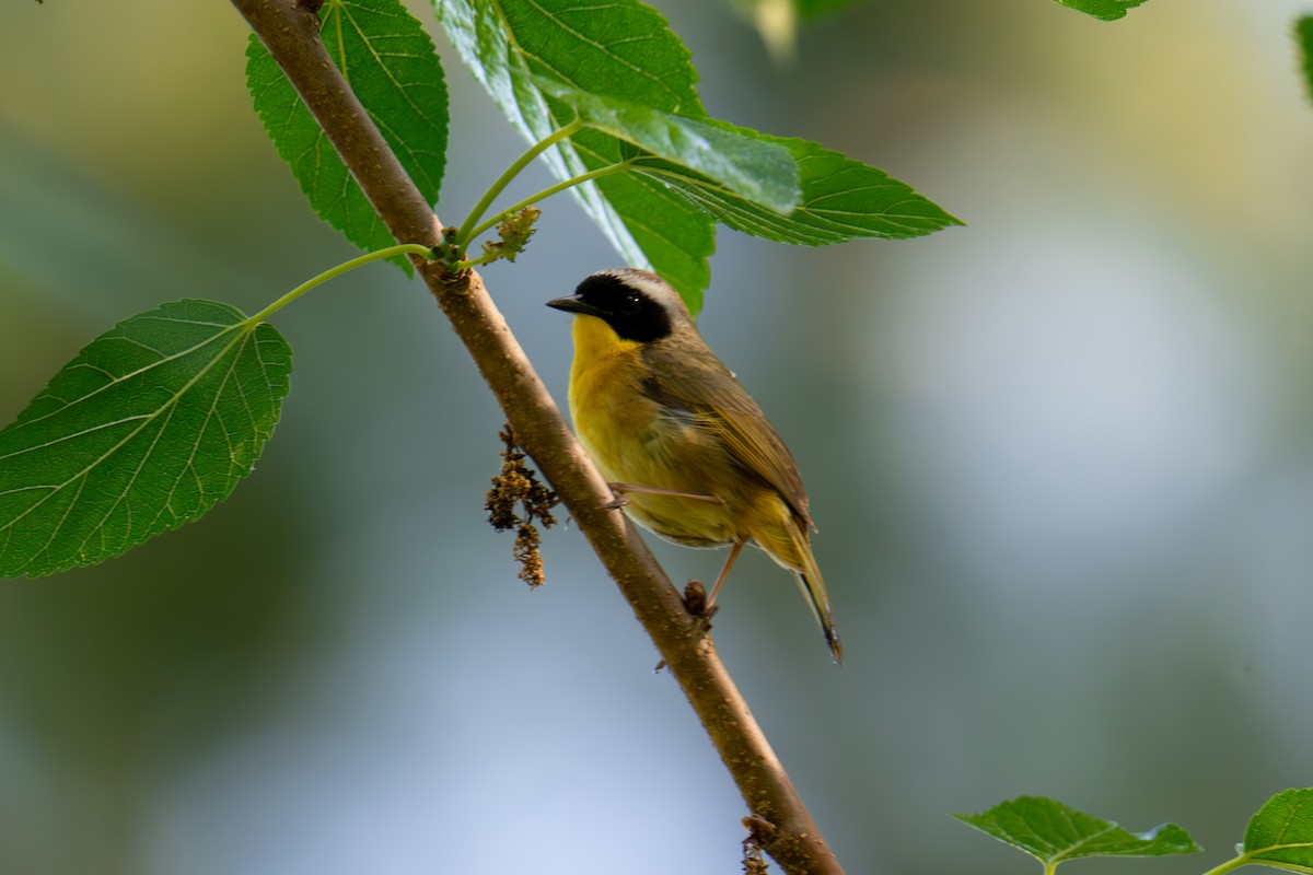 Common Yellowthroat - ML618507751