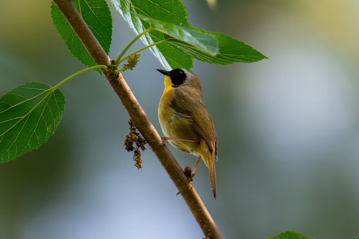 Common Yellowthroat - ML618507752