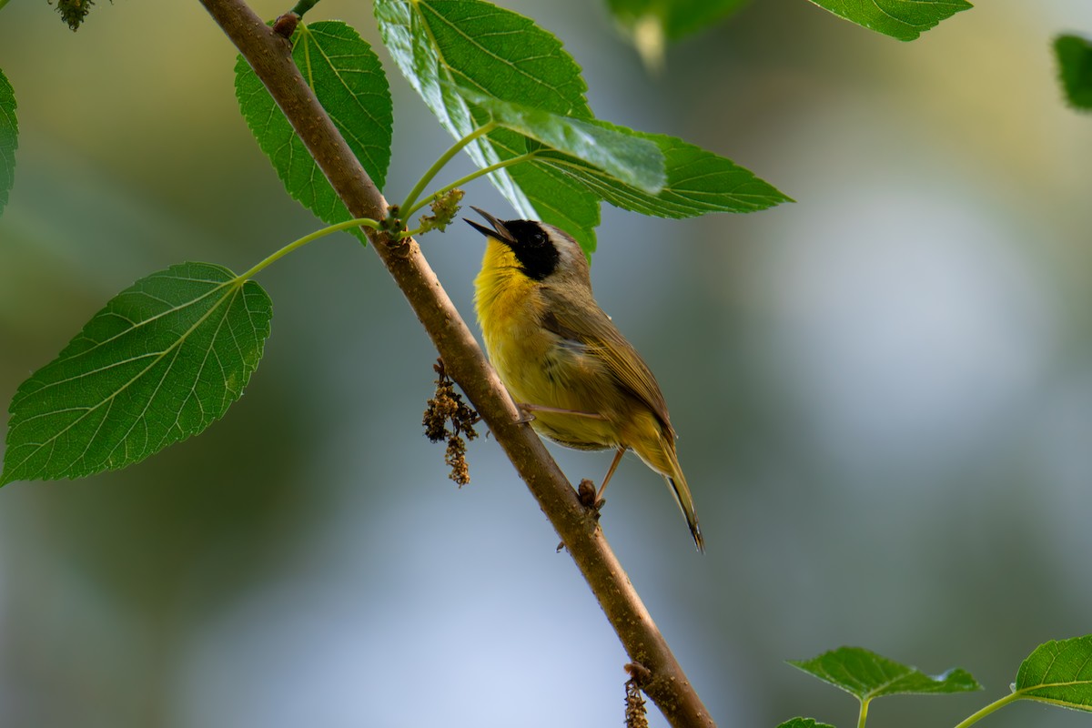 Common Yellowthroat - ML618507753