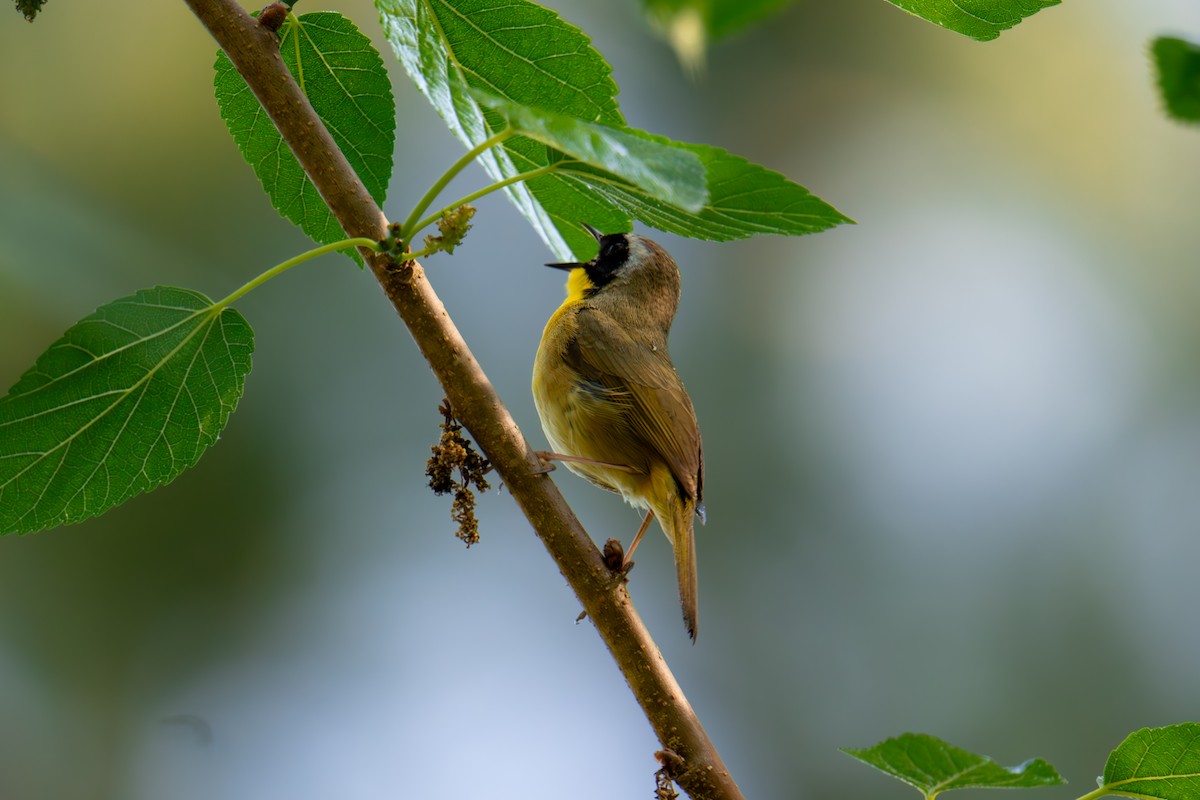 Common Yellowthroat - ML618507754