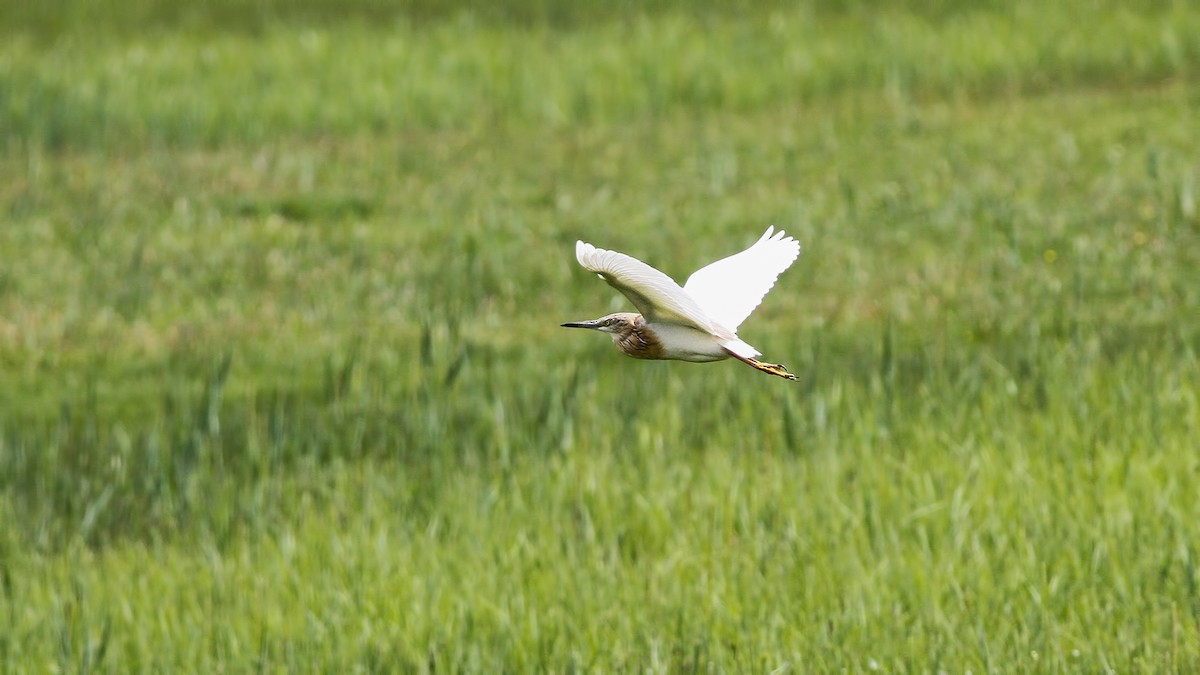 Squacco Heron - ML618507798