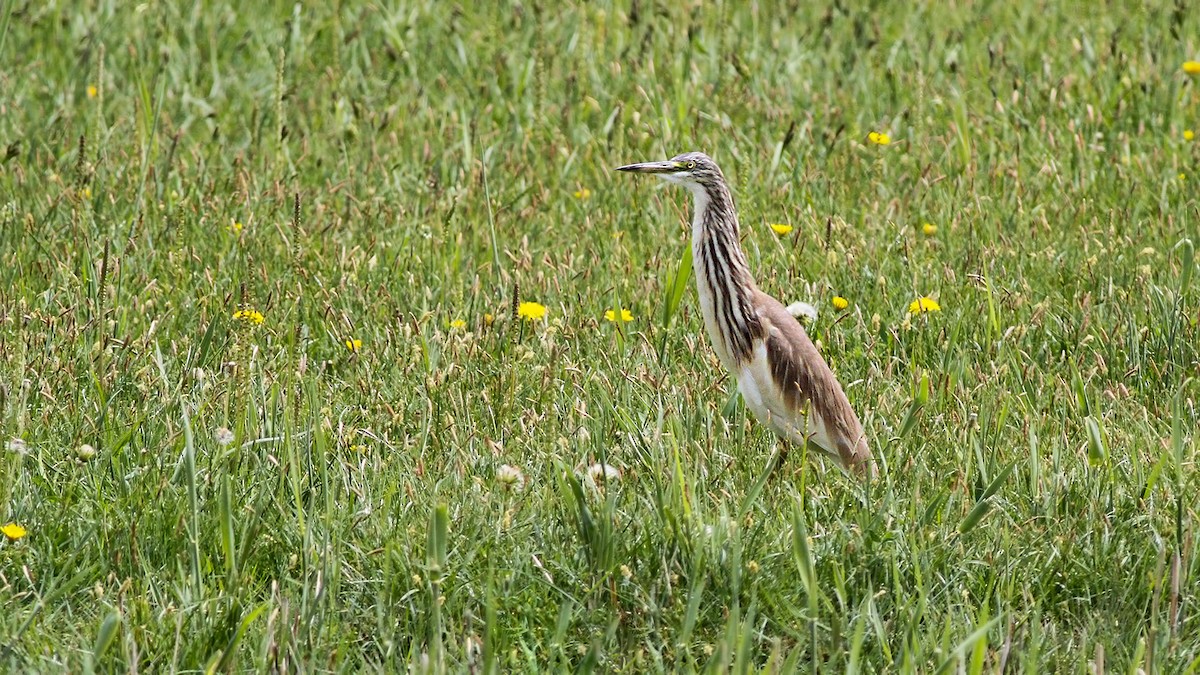 Squacco Heron - ML618507799