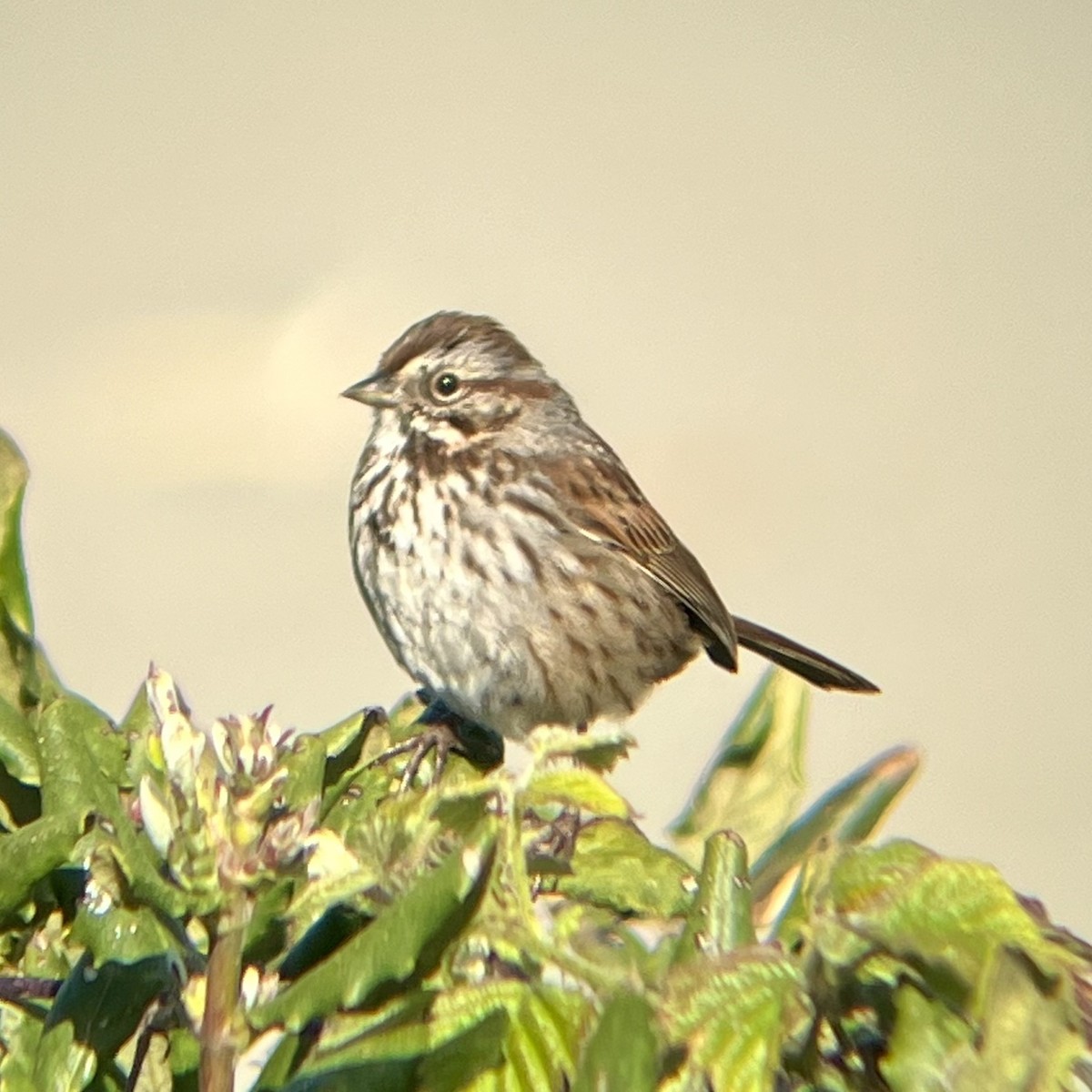 Song Sparrow - ML618507813