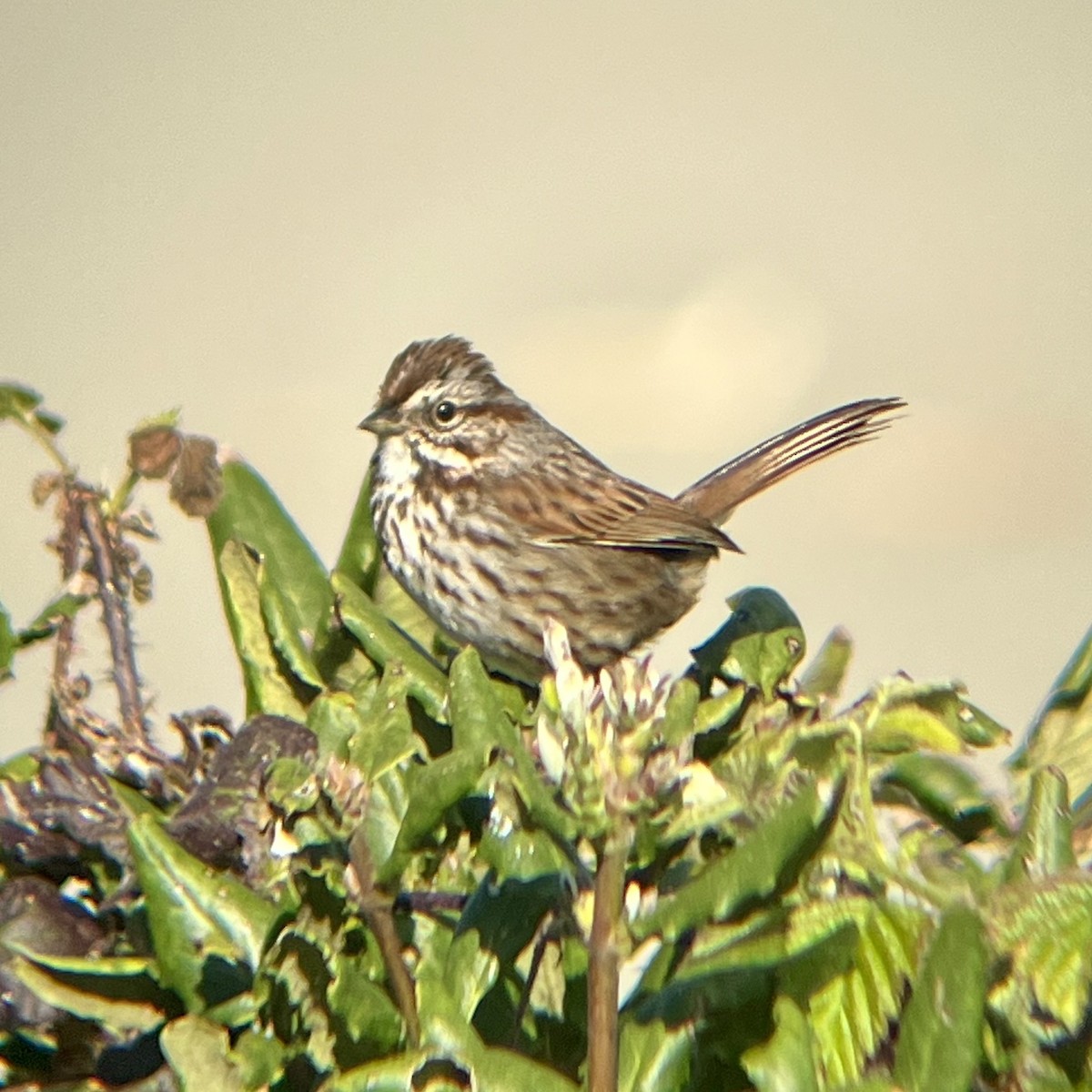 Song Sparrow - Josh McLaughlin