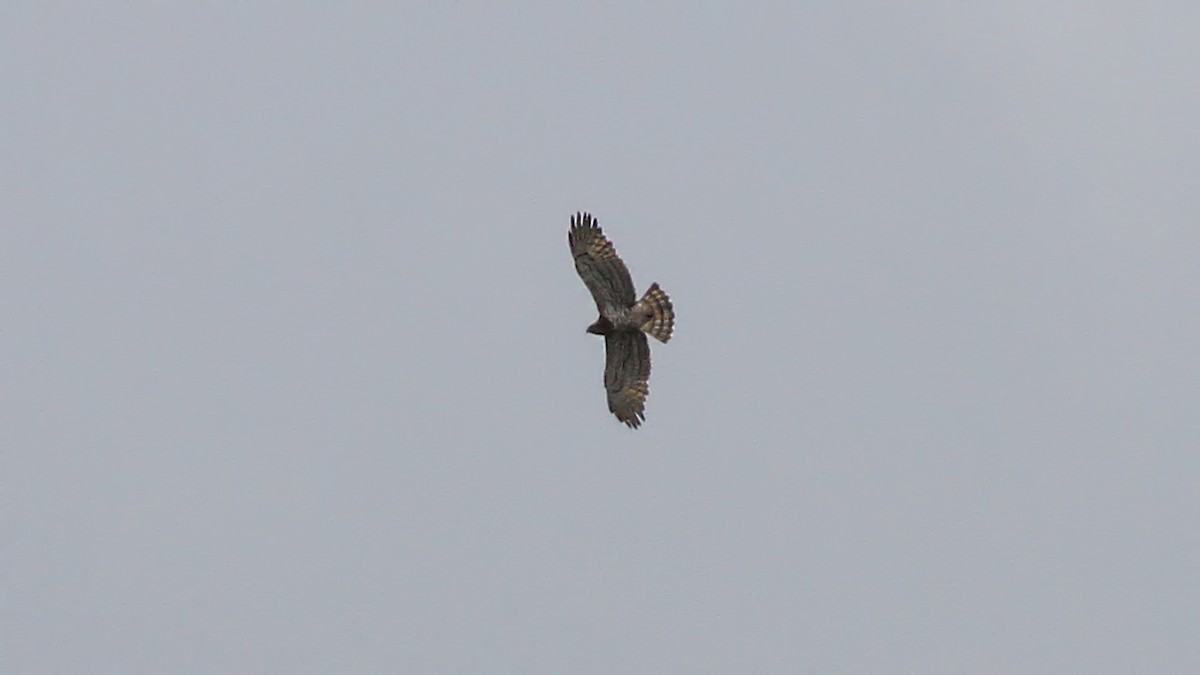 Short-toed Snake-Eagle - ML618507822