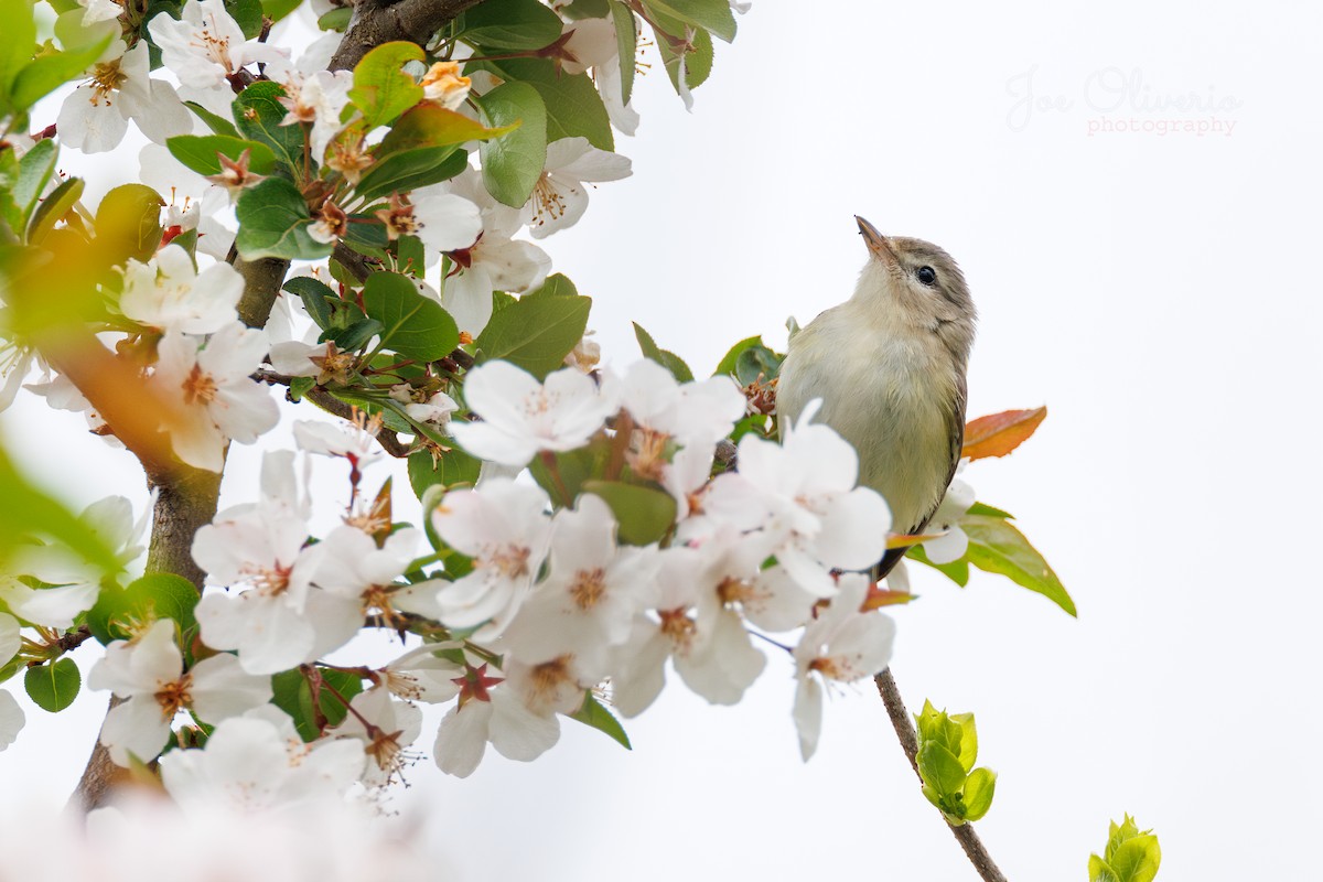 Warbling Vireo (Eastern) - Joe Oliverio