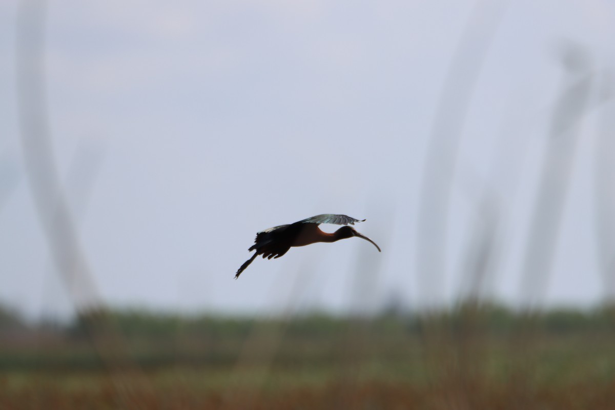 White-faced Ibis - ML618507826