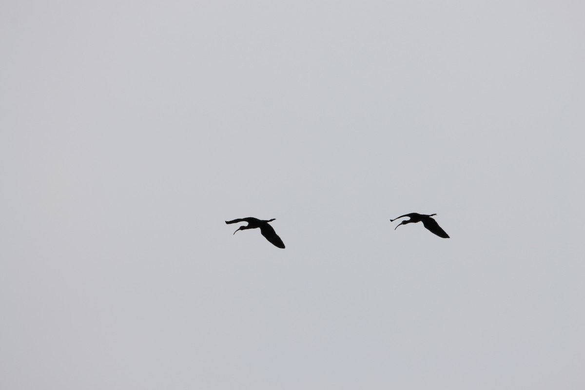 White-faced Ibis - ML618507828