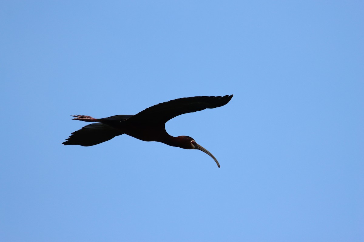 Ibis à face blanche - ML618507830