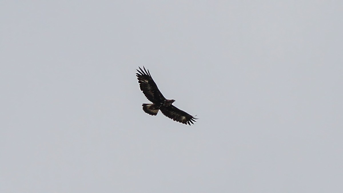 Golden Eagle - ML618507832