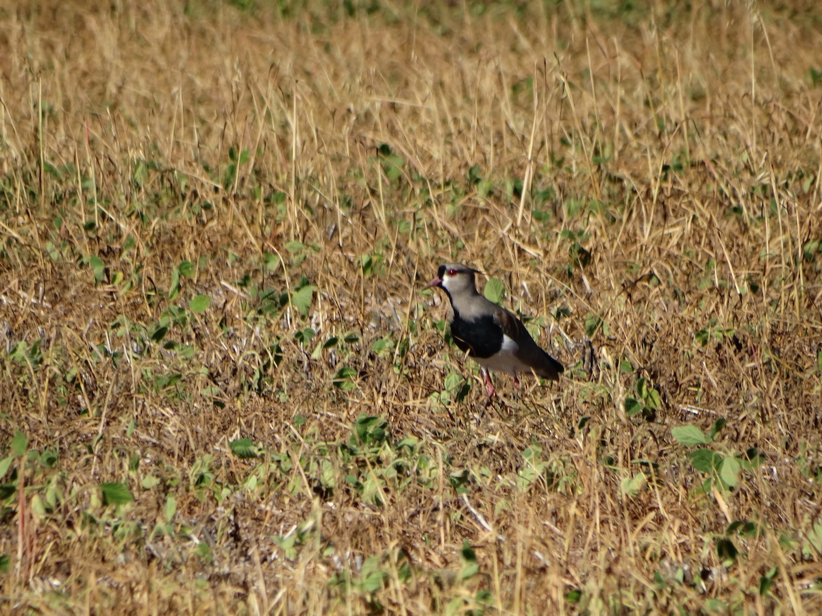 Southern Lapwing - BETHANY VILLALBA