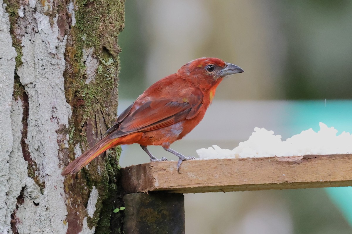 Hepatic Tanager - Hubert Stelmach