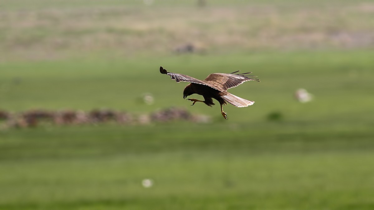 Western Marsh Harrier - ML618507844