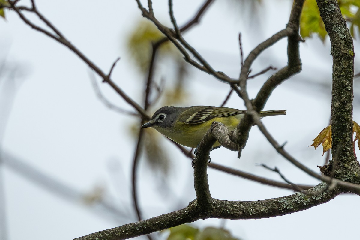 Mavi Başlı Vireo - ML618507852