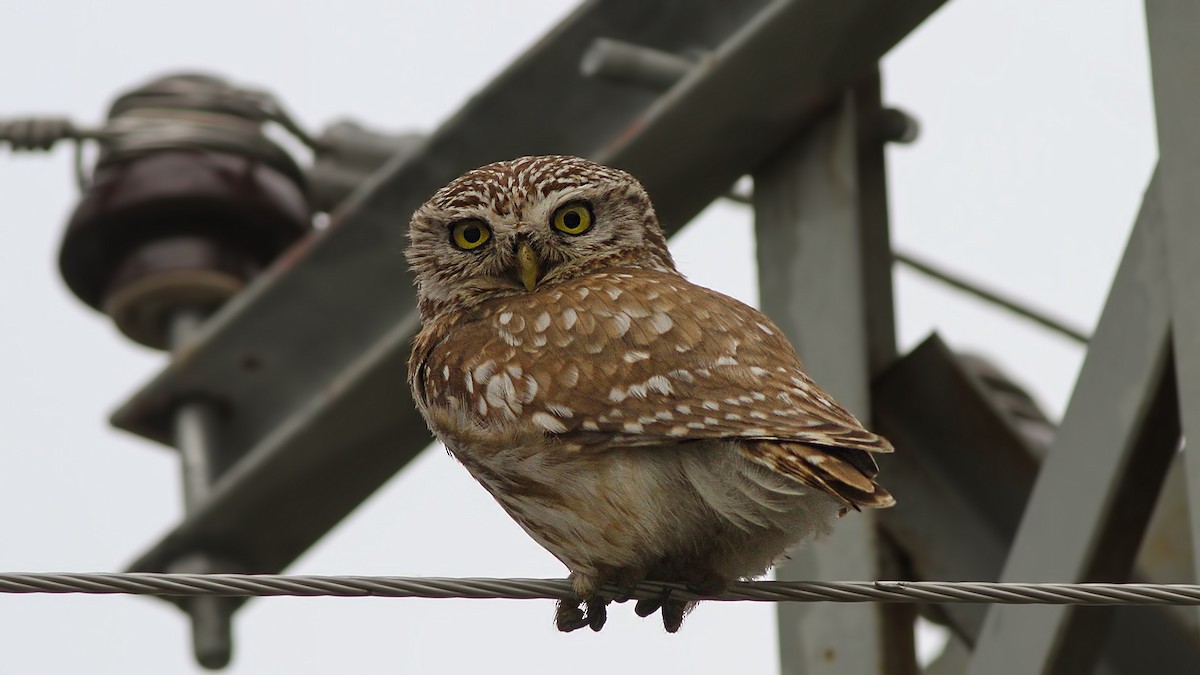 Little Owl - ML618507862