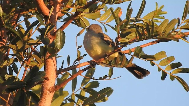 Suiriri Flycatcher - ML618507870