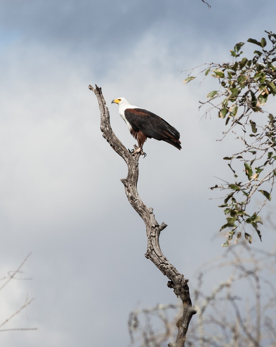 Schreiseeadler - ML618507871