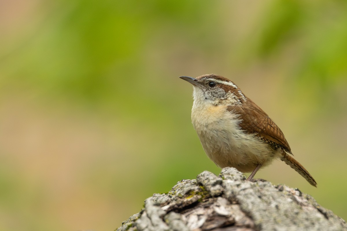 Carolina Wren - R Brodell