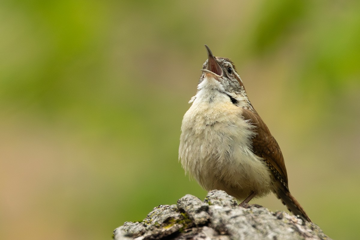 Carolina Wren - ML618507873