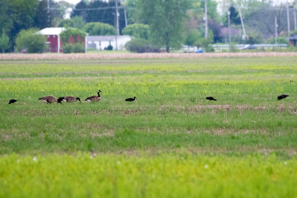 Glossy Ibis - ML618507876