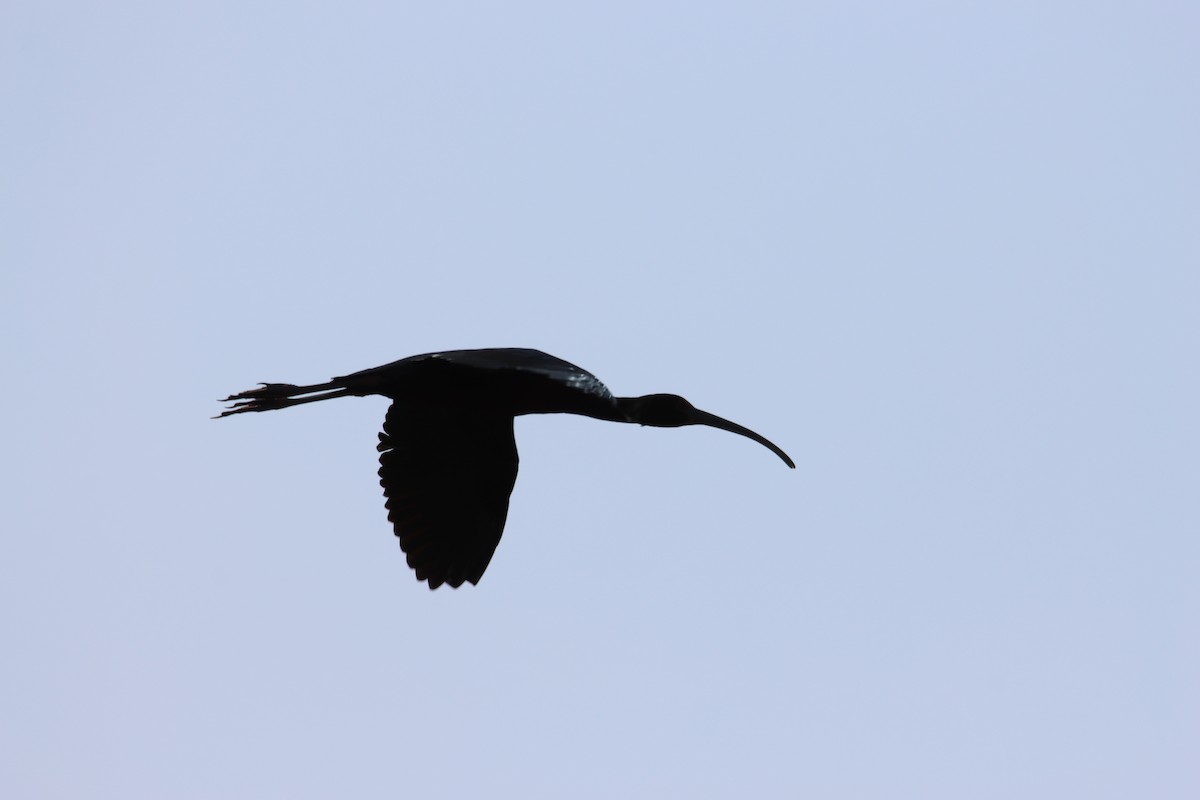 Glossy Ibis - ML618507877