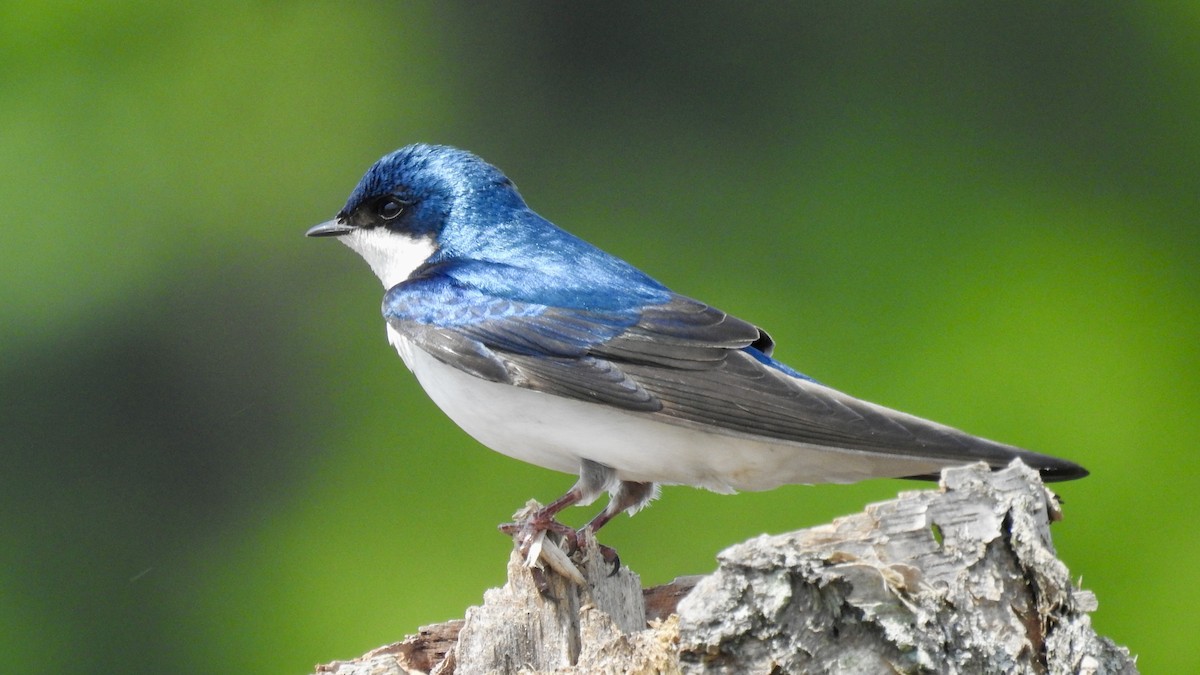 Tree Swallow - Keith Eric Costley