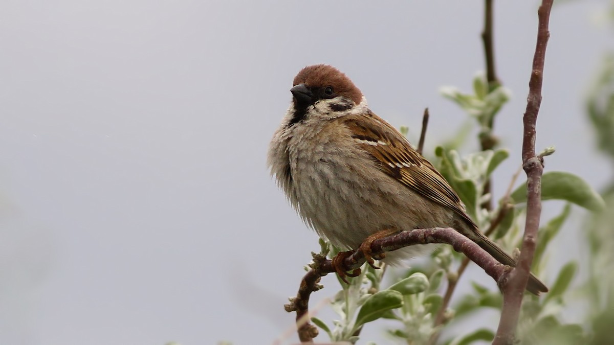 Moineau friquet - ML618507897