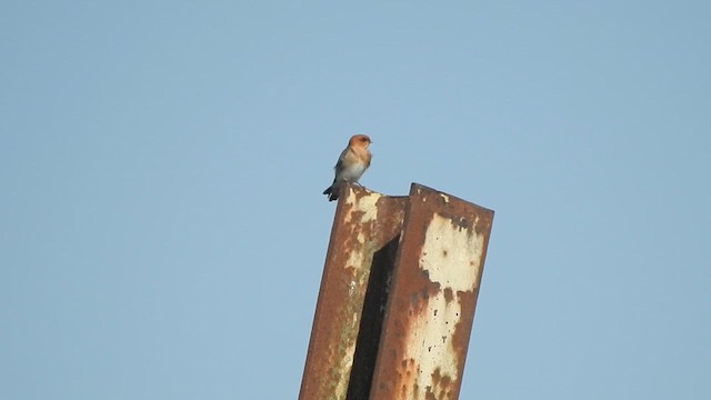 Tawny-headed Swallow - ML618507899