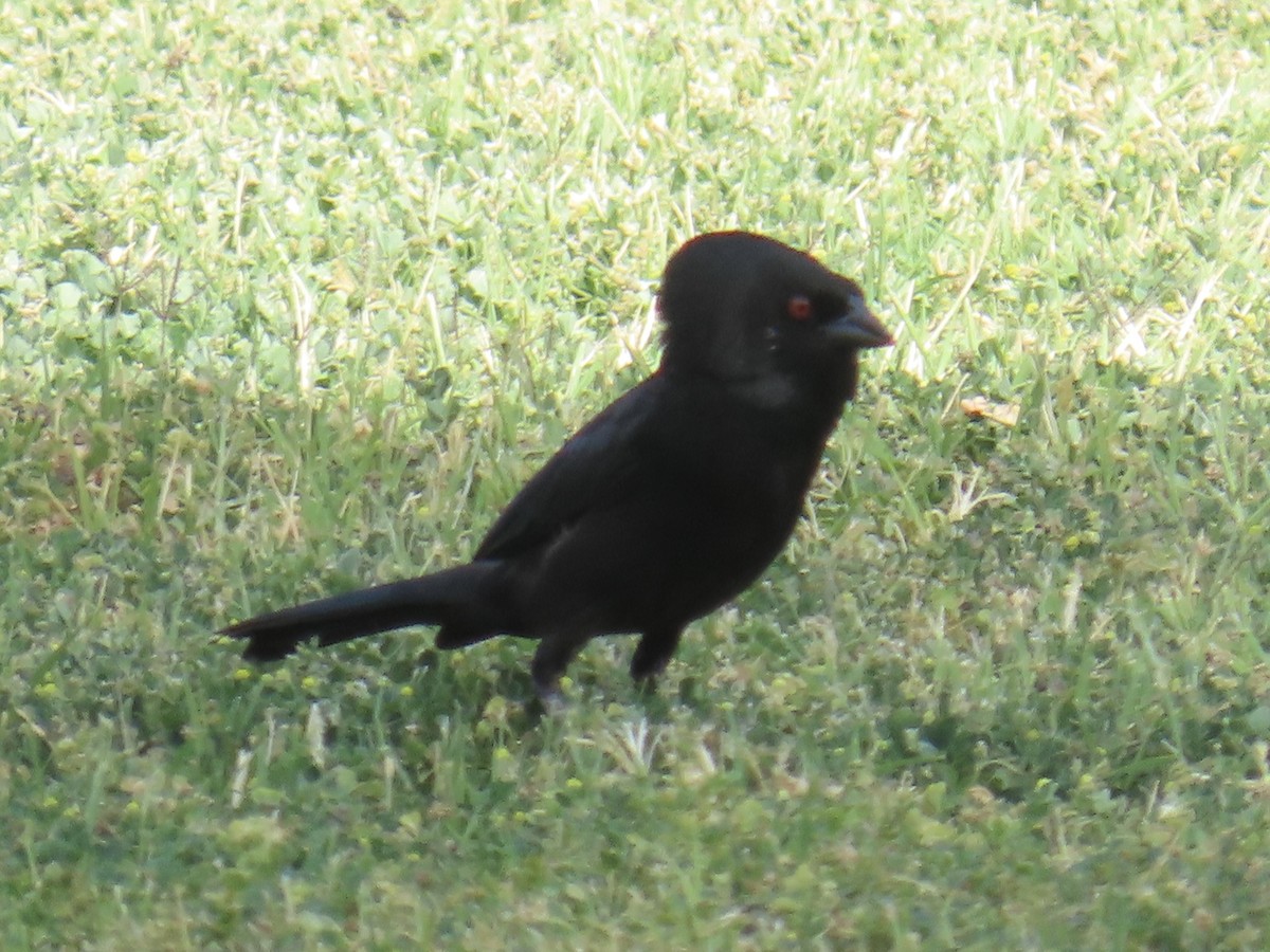 クロコウウチョウ - ML618507909