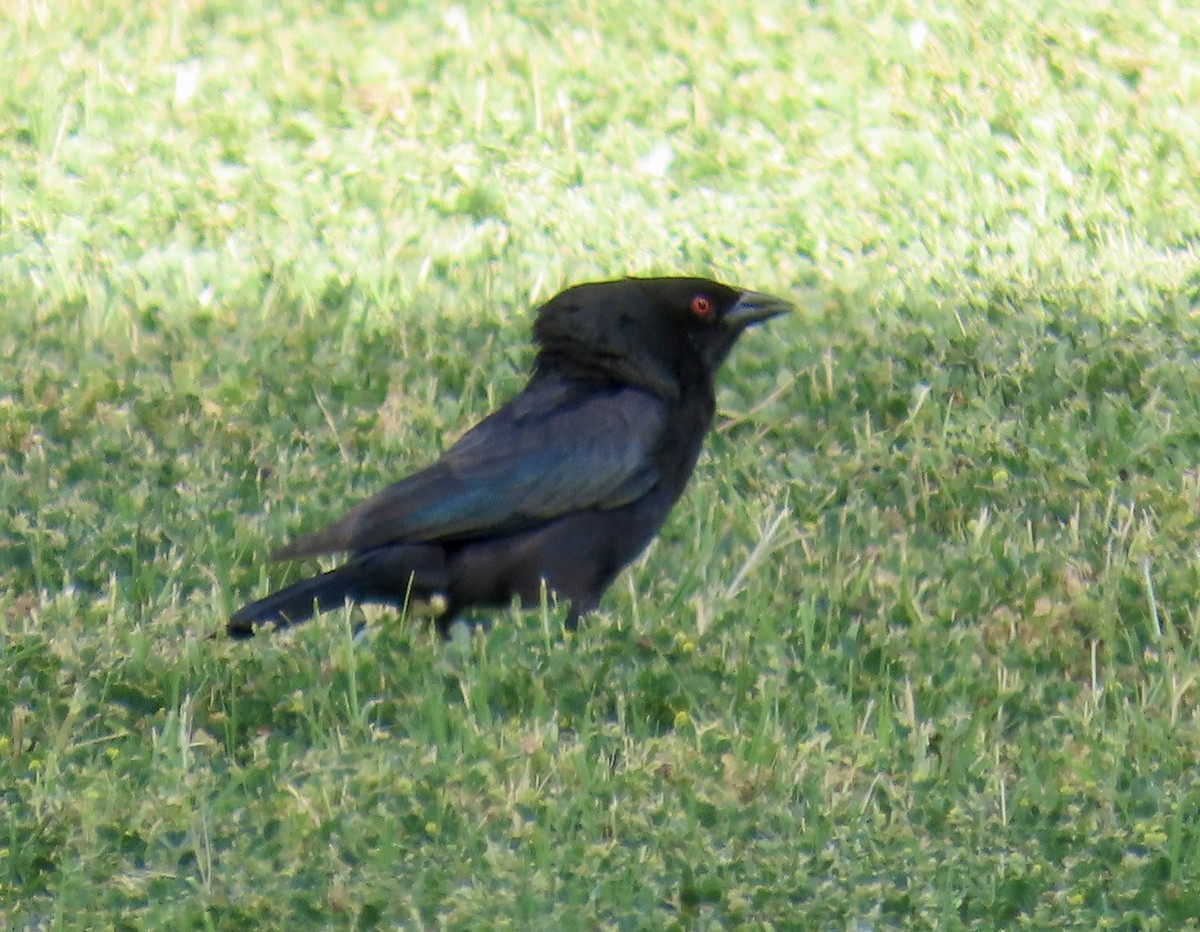 Bronzed Cowbird - Don Witter