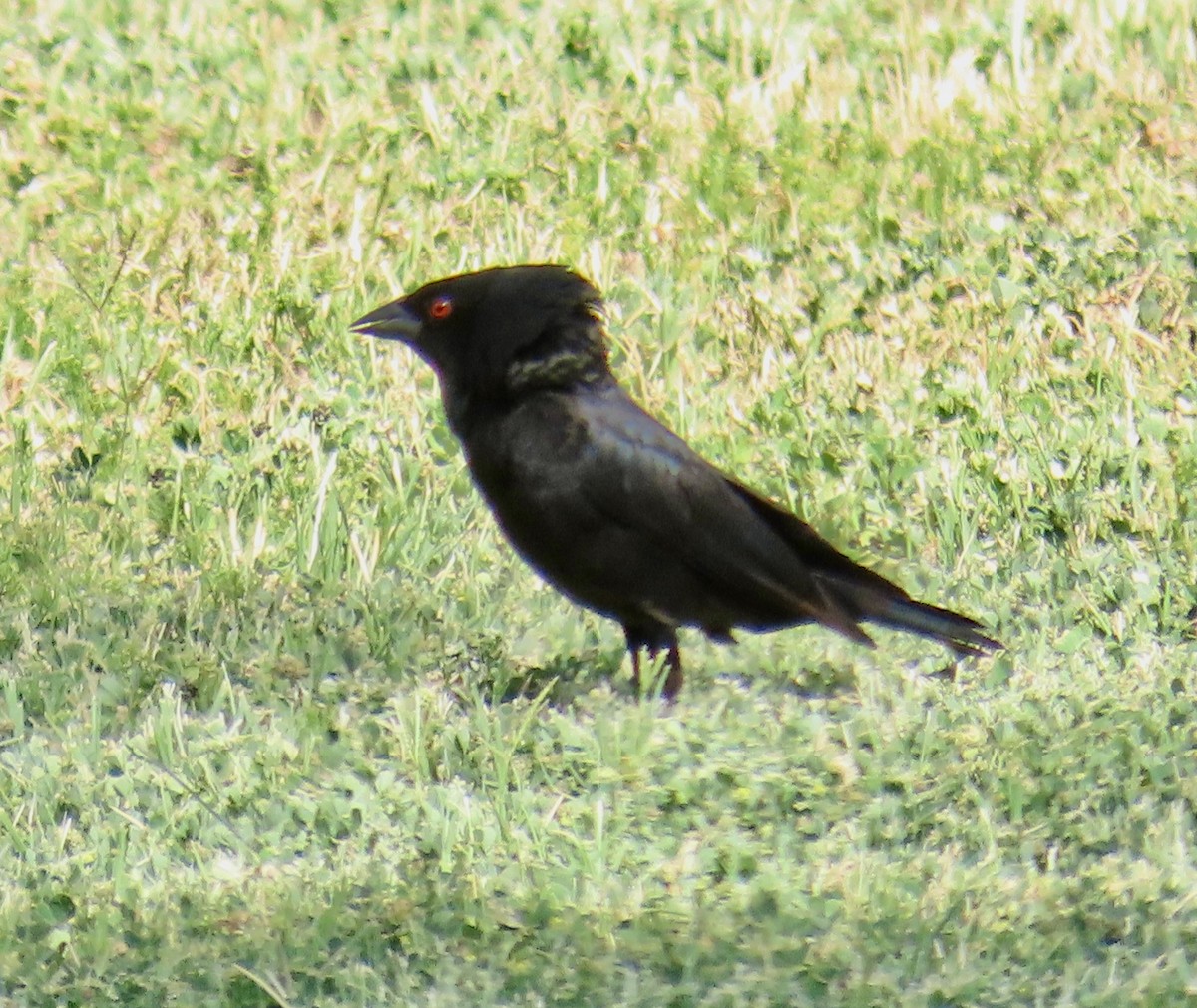 クロコウウチョウ - ML618507911