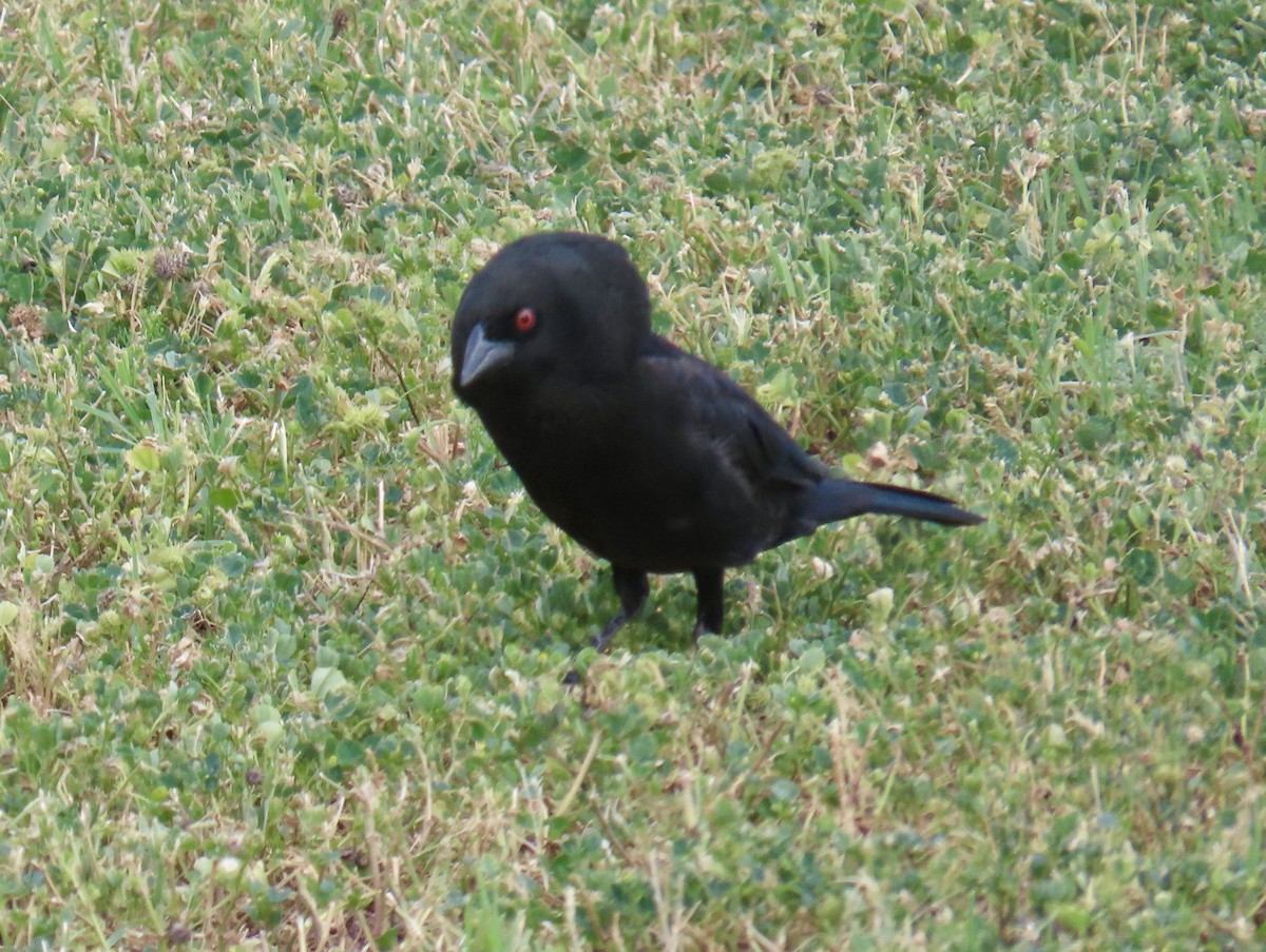 クロコウウチョウ - ML618507913