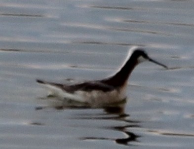 Wilson's Phalarope - Grant Beverage