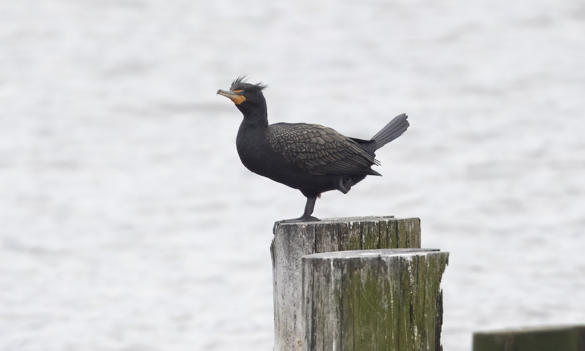 Double-crested Cormorant - ML618507956