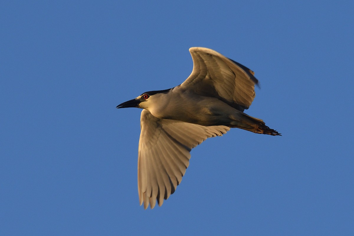 Black-crowned Night Heron - Shane Carroll