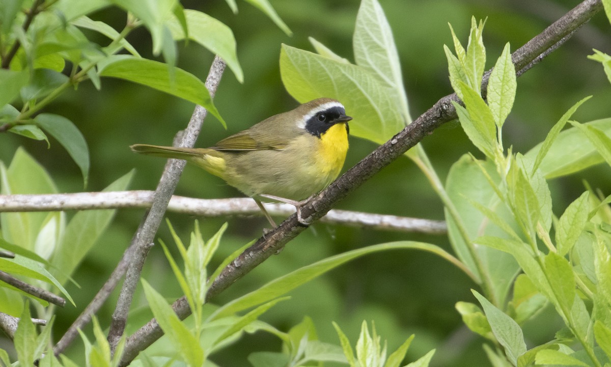 Common Yellowthroat - ML618507976