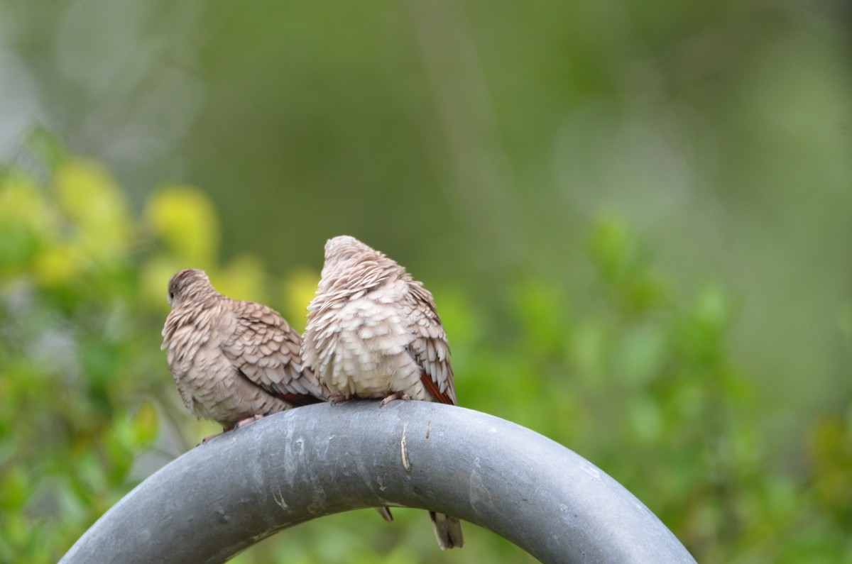 Inca Dove - Arjun Vadlamani